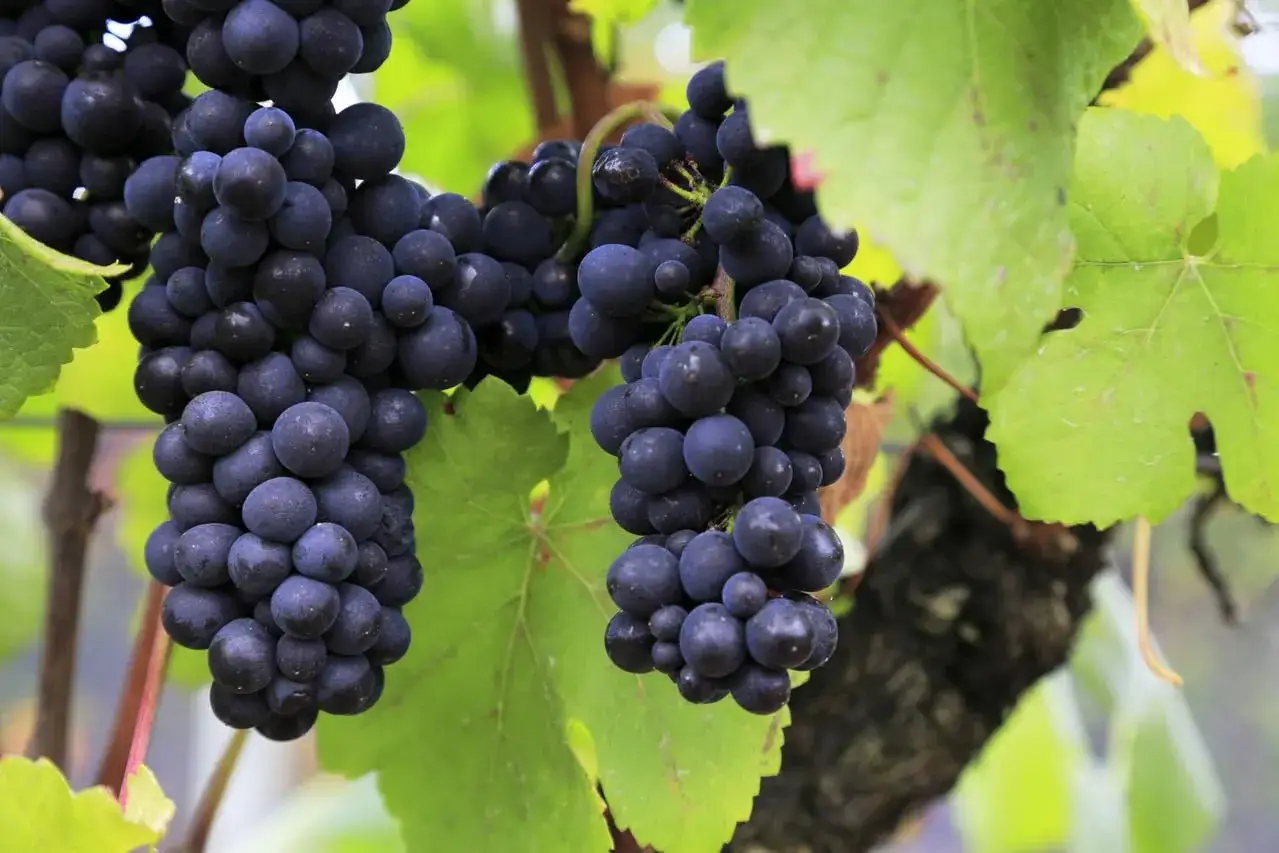Reife pinot noir trauben hängen an der Rebe, umgeben von grünen Blättern.