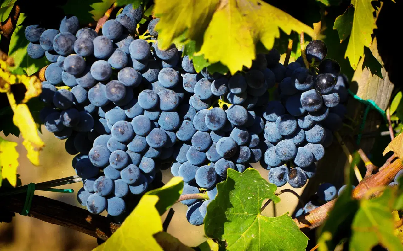 Reife Trauben der Chianti-Rebsorte hängen an einem sonnenbeschienenen Rebstock, bereit für die Weinlese.
