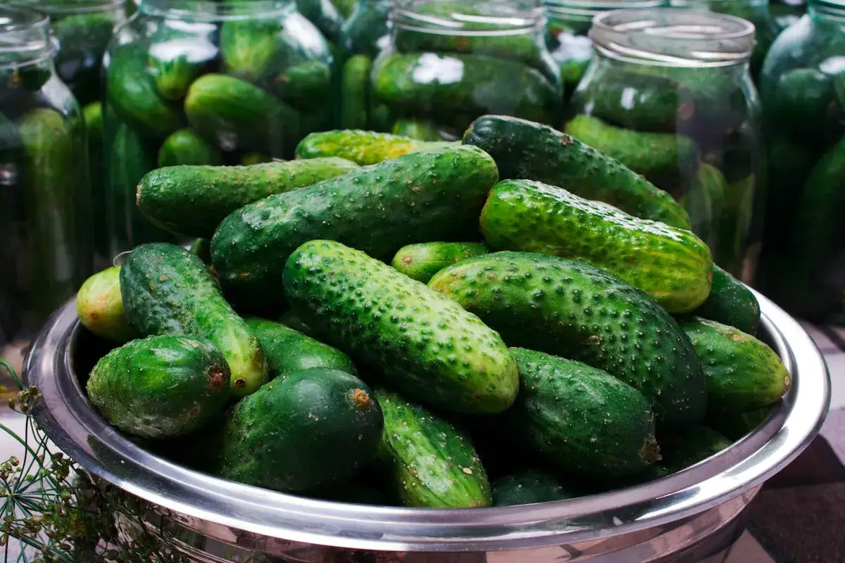 Frische Gurken für das Einlegen nach Omas Rezept, bereit für den Vorratsschrank.