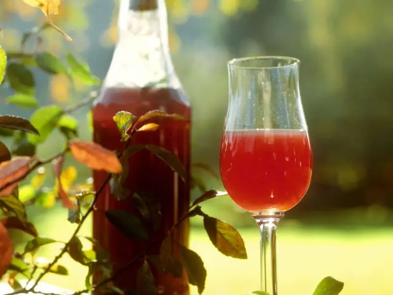 Ein Glas und eine Flasche mit rotem Likör, umgeben von Blättern. Perfekt für ein Sloe Gin Rezept.
